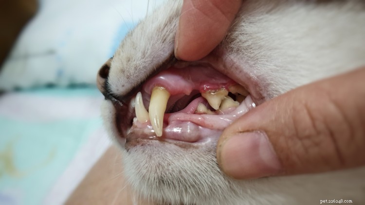 Stomatitis bij katten:behandeling en kosten