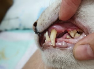 Stomatitida u koček:Léčba a náklady