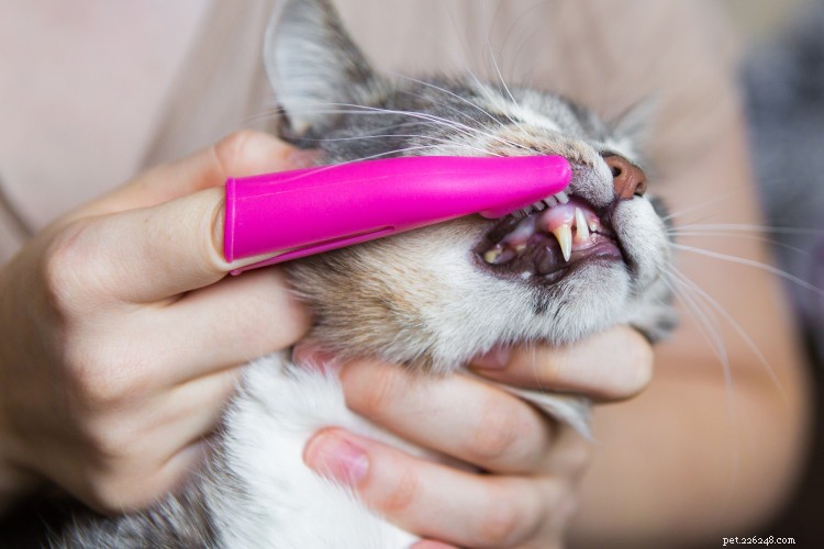 Tandvårdstips för katter för husdjursägare