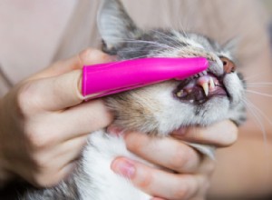애완 동물 소유자를 위한 고양이 치과 관리 요령