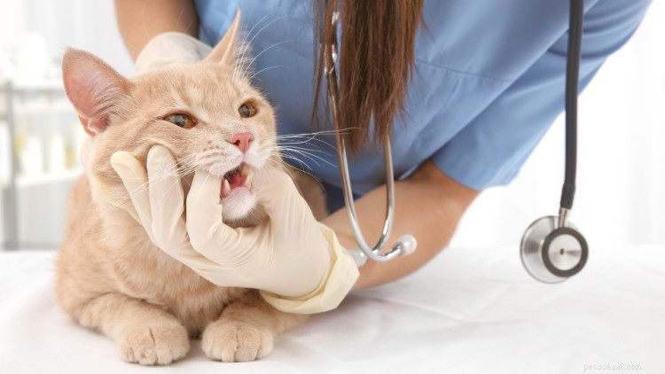 5 fatti interessanti sui denti di gatto che dovresti sapere