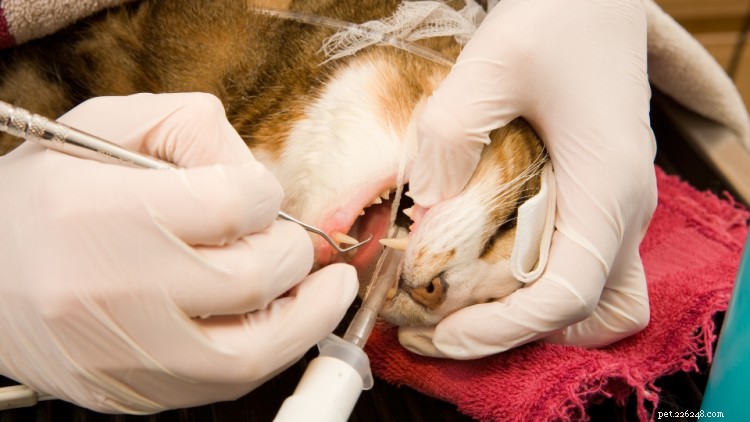 고양이 치과 청소 비용은 얼마입니까? 2022년 가격 안내