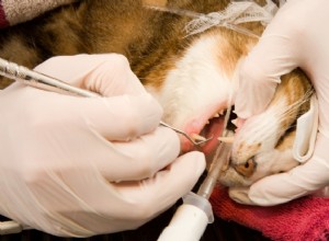 Сколько стоит чистка зубов кошки? Руководство по ценам на 2022 год