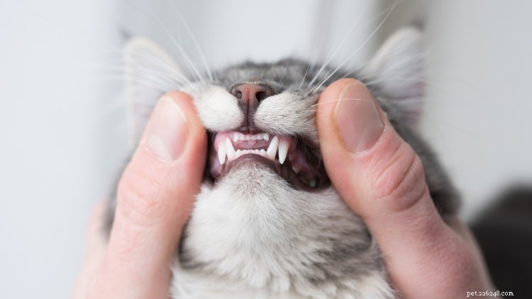 5 интересных фактов о кошачьих зубах, которые вы должны знать
