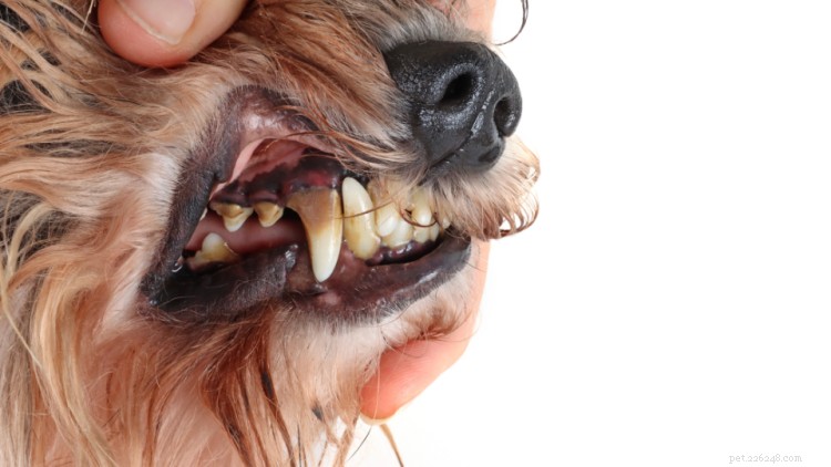 Malattia parodontale nei cani:fasi, sintomi e costi del trattamento