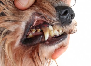 犬の歯周病:病期、症状、治療費