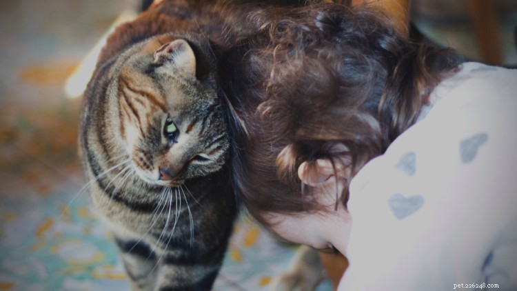 13 bisarra kattbeteenden som du aldrig förstått förrän nu