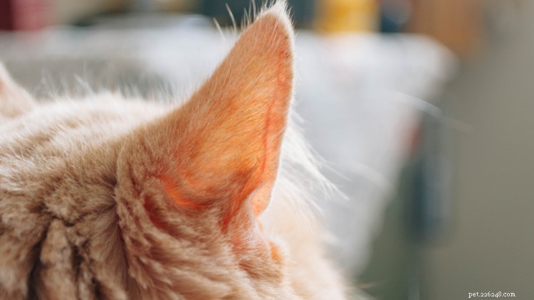 13 comportamentos bizarros de gatos que você nunca entendeu até agora