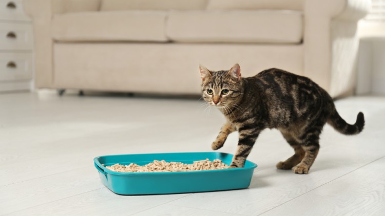 13 comportements bizarres de chats que vous n avez jamais compris jusqu à présent