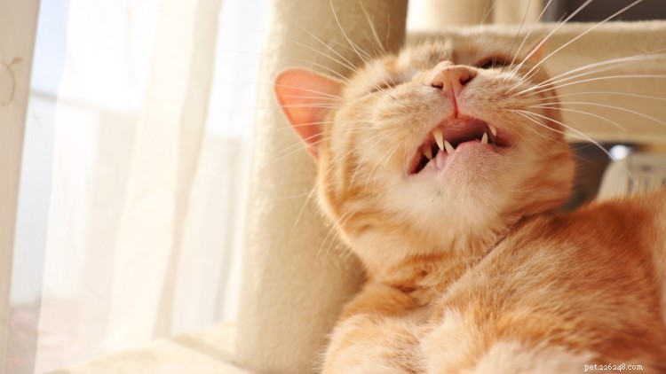Waarom niest mijn kitten en wat kan ik doen? Vraag het een dierenarts 