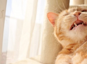 Proč moje kotě kýchá a co mohu dělat? Zeptejte se veterináře 
