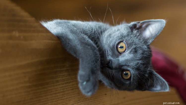 7 cose che devi sapere prima di avere un nuovo gattino