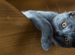 7 вещей, которые нужно знать перед тем, как завести нового котенка