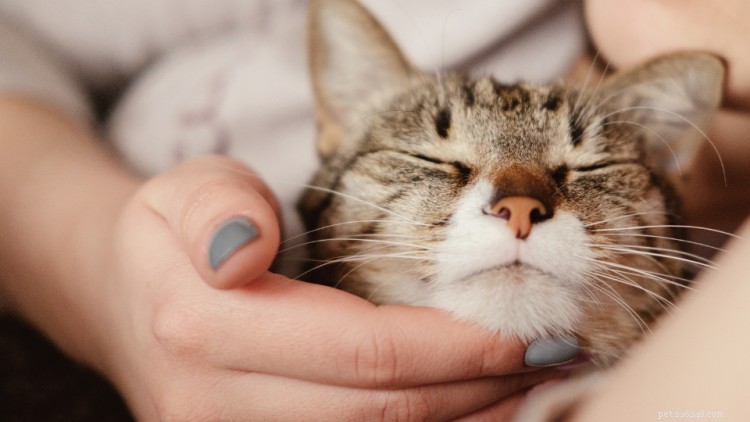 Почему мой котенок чихает и что я могу сделать? Спросите ветеринара 