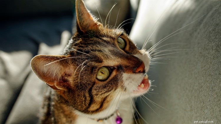 Perché il tuo gatto miagola così tanto e cosa puoi fare al riguardo