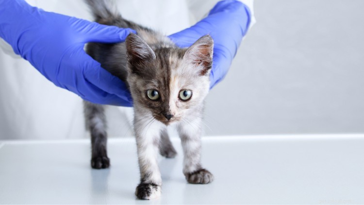 Doenças e lesões comuns em gatinhos a serem observadas em animais de estimação