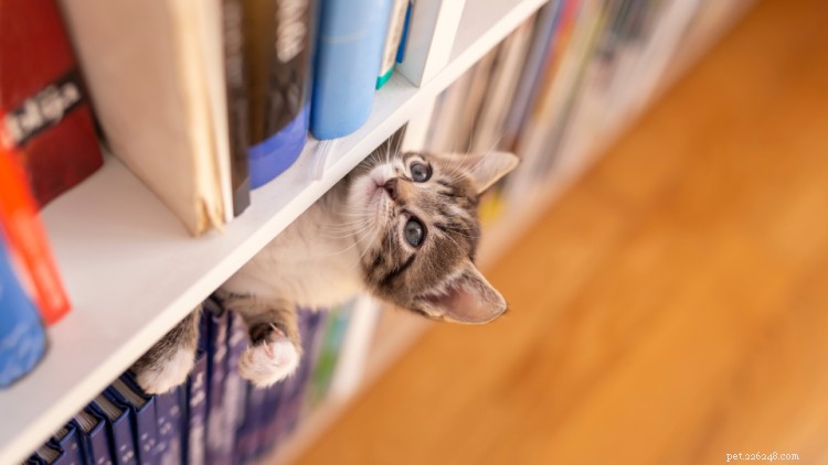 Como deixar sua casa, escritório, quarto e muito mais à prova de gatinhos