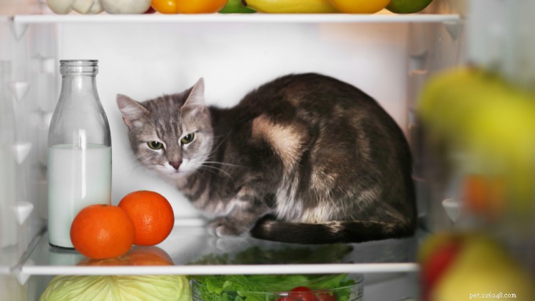 Como deixar sua casa, escritório, quarto e muito mais à prova de gatinhos