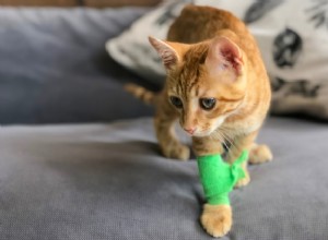 Běžné nemoci koťat a zranění, na která si dávejte pozor u domácích mazlíčků