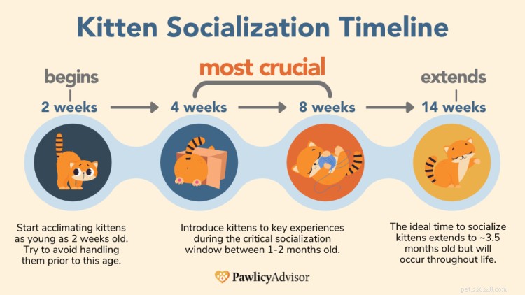 Hoe een kitten te socialiseren:belangrijke tips + socialisatieschema