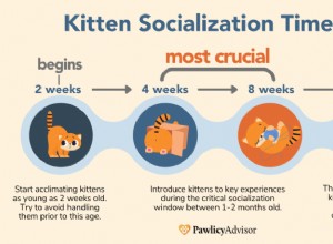 子猫を社会化する方法:重要なヒントと社会化チャート