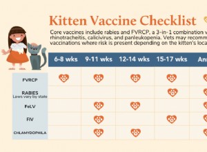 첫 해 접종을 위한 새끼 고양이 백신 일정 [차트]