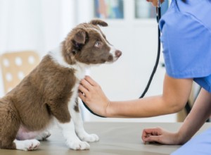 子犬の先天性健康問題