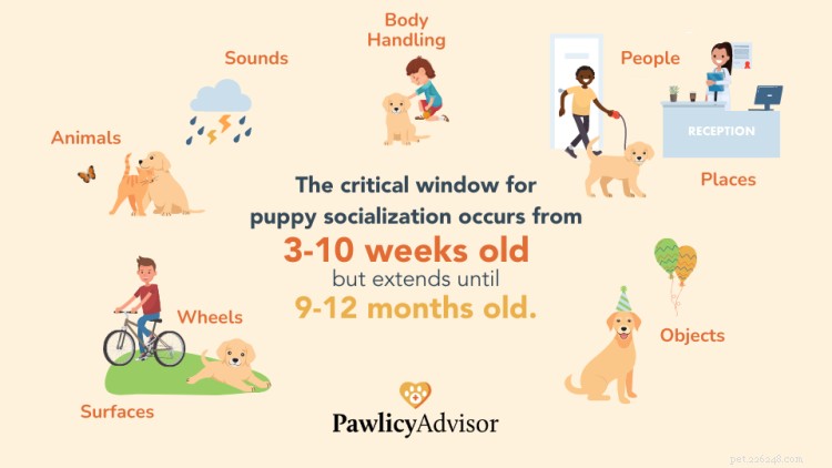 Hoe een puppy te socialiseren:checklist voor socialisatie