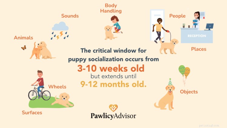 Comment socialiser un chiot :liste de contrôle de socialisation