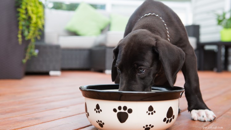 Qual ​​è il miglior cibo per cuccioli di taglia grande? Chiedi a un veterinario
