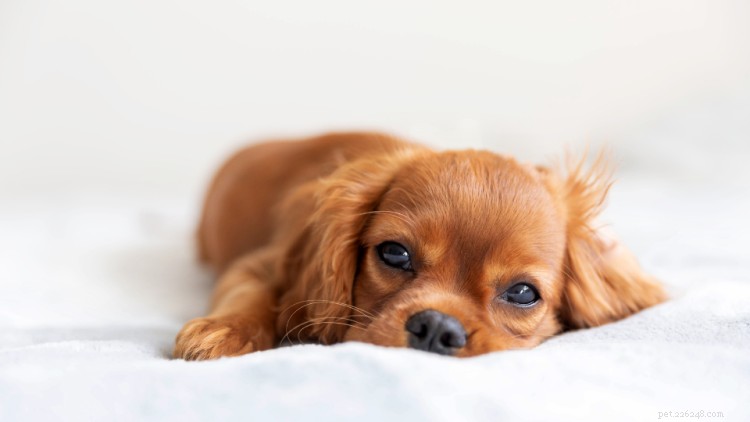 5 malattie comuni nei cuccioli a cui prestare attenzione