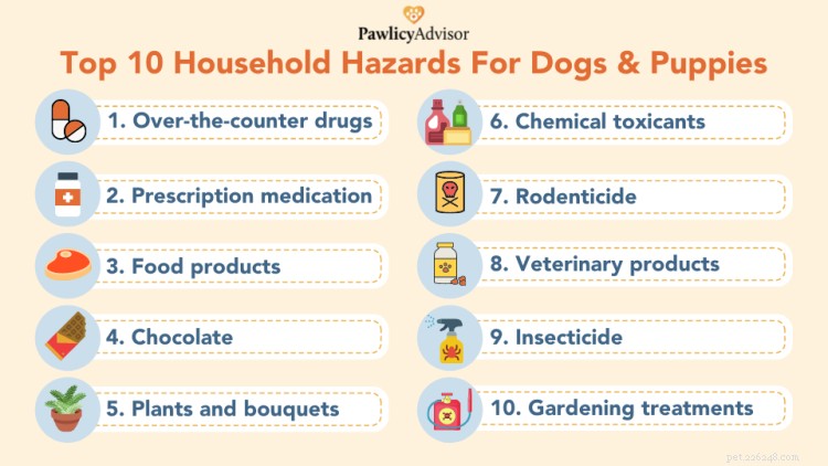 Top 10 hushållsrisker för hundar och valpar