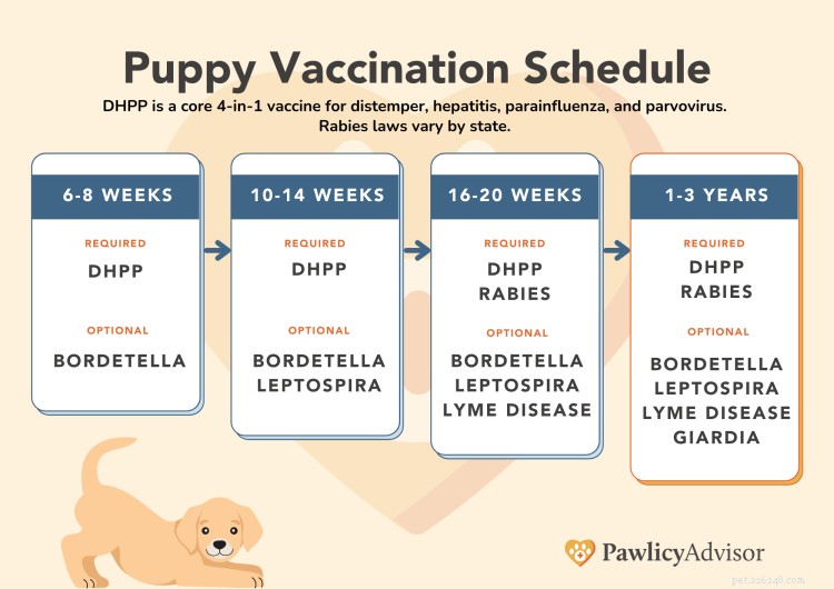 첫 해 접종을 위한 강아지 백신 일정 [PDF 차트]