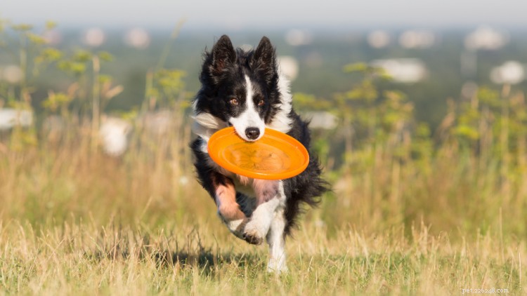 犬のコンディショニング:犬と一緒に運動する 3 つの方法