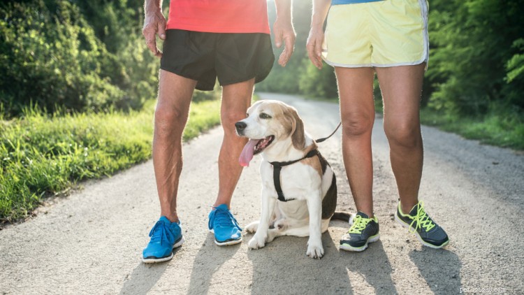 犬のコンディショニング:犬と一緒に運動する 3 つの方法