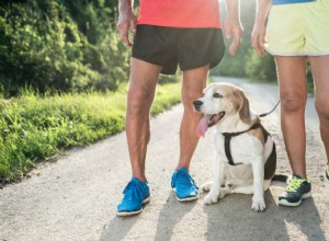 Canine Conditioning:3 manieren om te trainen met uw hond