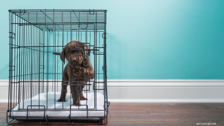 Jak se starat o štěně:10-krokový průvodce pro nové rodiče domácích mazlíčků