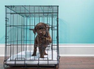 Jak se starat o štěně:10-krokový průvodce pro nové rodiče domácích mazlíčků