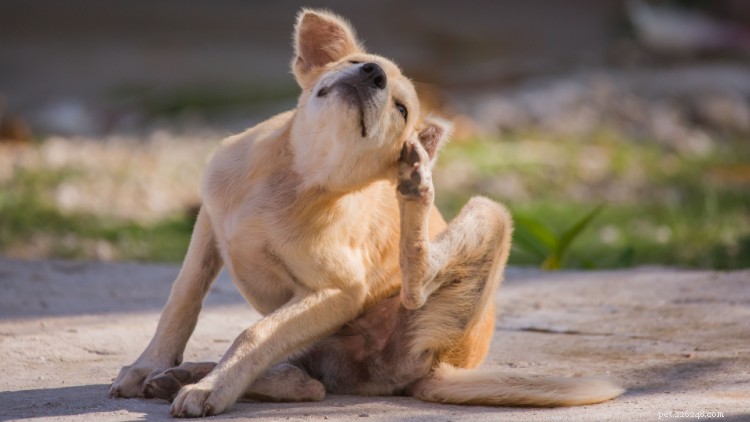 Parasitas comuns em cachorros:sintomas, tratamentos e custos
