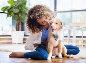 家、寝室、風呂、庭を子犬から守る方法[チェックリスト]