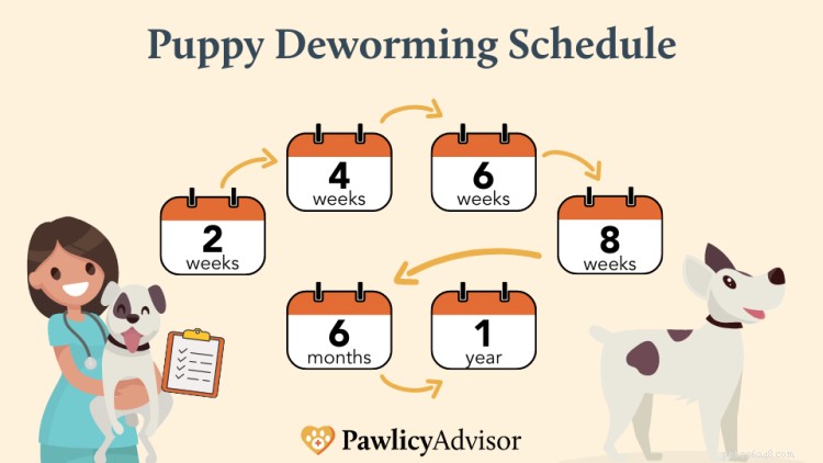 Расписание дегельминтизации щенков:все, что вам нужно знать