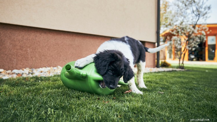 Hoe u uw huis, slaapkamer, badkamer en tuin puppybestendig maakt [Checklist]