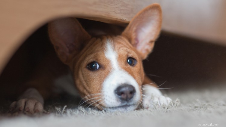 家、寝室、風呂、庭を子犬から守る方法[チェックリスト]