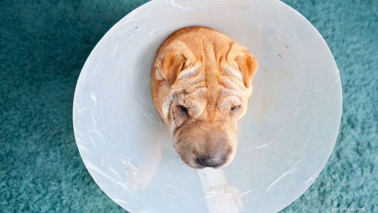 Ik was bijna gestopt met huisdierenverzekering, toen gebeurde dit