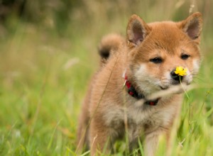 Hoe een puppy te trainen:welke methode werkt het beste?