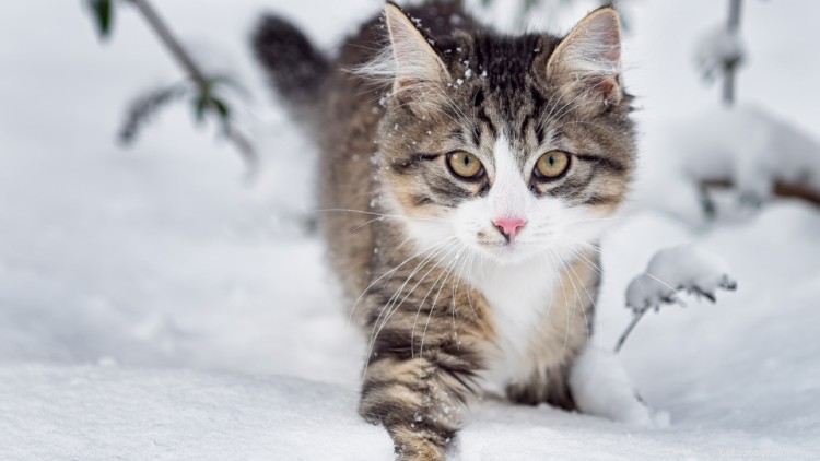 Frysskador hos katter:symtom, behandling och förebyggande