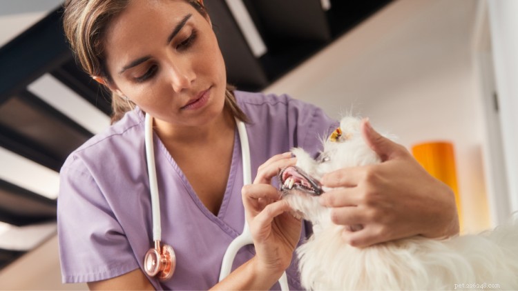 Varför du behöver årliga friskvårdsprov för husdjur och vad du kan förvänta dig