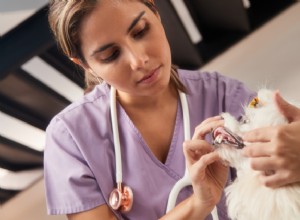 애완동물에 대한 연례 건강 검진이 필요한 이유 및 예상 사항
