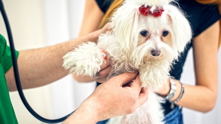Varför du behöver årliga friskvårdsprov för husdjur och vad du kan förvänta dig