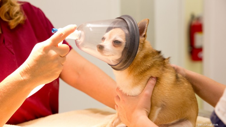 Förbereda din hund för anestesi:Allt ägare bör veta